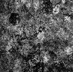 aatp43 -- LP -- THE HATERS/Hal Hutchinson Split aatp43 -- LP -- THE HATERS/Hal Hutchinson Split